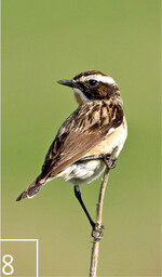 8 Das stark gefährdete Braunkehlchen ist regelmäßiger Gast im Wanninchen.