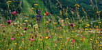 Magerwiese in den Alpen