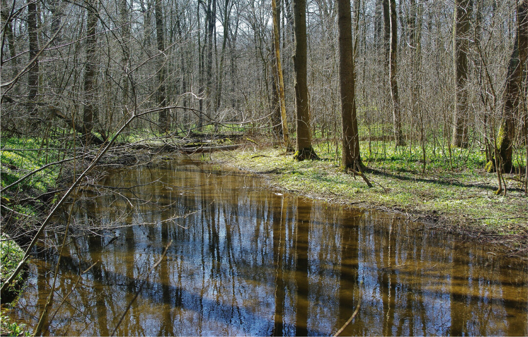  Bild 2: Durch seine Lage inmitten einer Grostadt ist der Leipziger Auwald nicht nur fr den Schutz von Biodiversitt, Klima und Wasserhaushalt bedeutsam, sondern auch fr Naherholung und Naturbeobachtung. 