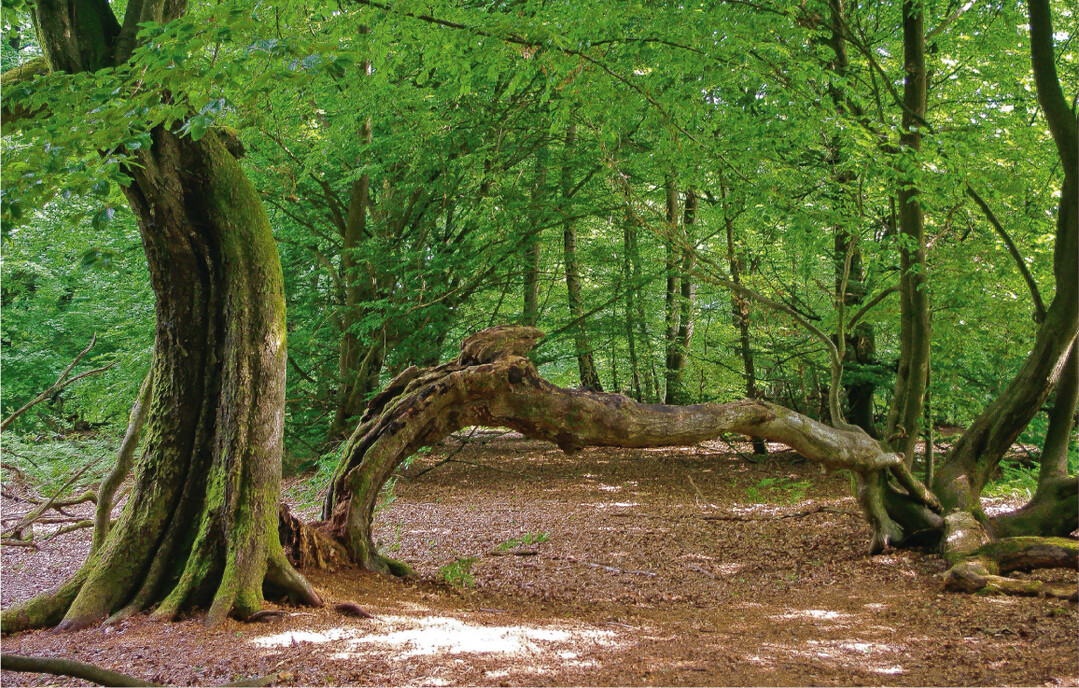   Bild 4: Der Urwald Sababurg im Naturpark Reinhardswald ist das lteste Schutzgebiet Hessens (seit 1907) und Lebensraum einer auergewhnlichen Tier- und Pflanzenwelt. Mit seinen knorrigen, viele Jahrhunderte alten Hute-Eichen bietet der ursprnglich durch Menschenhand geschaffene, unweit vom Dornrschen-Schloss gelegene Wald auch Kulisse fr viele Geschichten, Mythen und Sagen.  