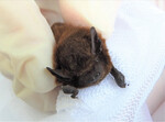 In einem Kasten nachgewiesene Zwergfledermaus(Pipistrellus pipistrellus) , 21.05.2019.