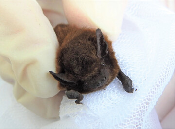  In einem Kasten nachgewiesene Zwergfledermaus(Pipistrellus pipistrellus) , 21.05.2019. 