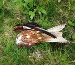 Abb. 4: Rotmilan als Kollisionsopfer im Windpark Ruhlkirchen.