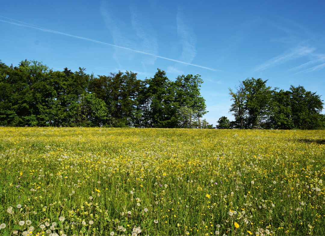 Artenreiches Dauergrünland auf der Schwäbischen Alb