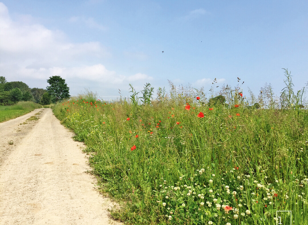 1 Blühender Wegrand in Großerode