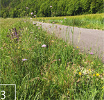 3 Werden Wegränder stehen gelassen, steigt die Artenvielfalt schnell – ein Beispiel aus dem Werratal.