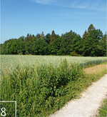 8 Werden Teilbereiche bei der Mahd stehen gelassen, können sich Insekten hierhin zurückziehen.