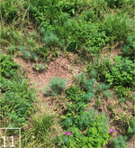 11 Auf lückigen, mageren Wegrainen siedeln sich schnell bodennistende Wildbienen an.