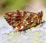 Der Hochalpen-Perlmuttfalter(Boloria pales) ist ein kälteadaptierter Tagfalter, dessen Verbreitung in den letzten 40 Jahren zurückgegangen ist.