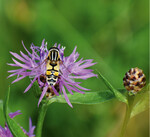 Große Sumpfschwebfliege