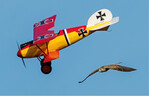 Modellflieger und Greifvogel