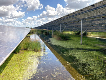 Abb.1: Solarpark Klein Rheide in Schleswig-Holstein, Kleingewsser mit Vorkommen der vom Aussterben bedrohten (Rote-Liste-Kategorie 1) Zitzen-Sumpfsimse (Eleocharis mamillata ), Kleiner Pechlibelle (Ischnura pumilio ) und Kreuzkrte (Epidalea calamita )