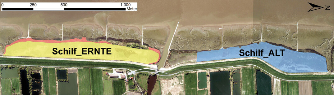 Abb.1: bersichtskarte der beiden untersuchten Schilfbestnde. In Schilf_ERNTE waren neben den groflchig beernteten Bereichen (gelb) entlang der Weser bereichsweise maximal 30 m breite Altschilfbestnde (rot) vorhanden.