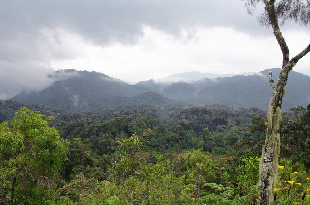 Der Nyungwe-Bergnebelwald in Ruanda  ein Hotspot der Biodiversitt