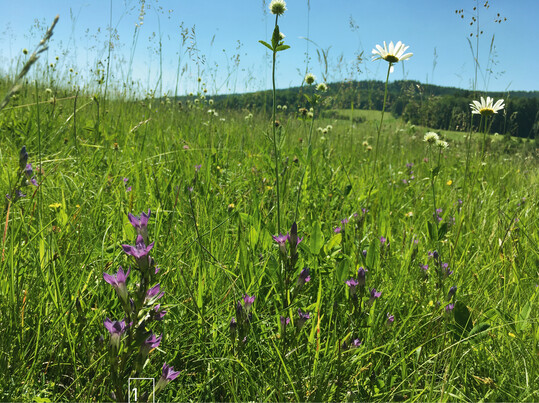 1) Im Sommer blühende Sippe des Böhmischen Kranzenzians