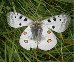 Ist jetzt schon stark gefährdet: der Spezialist Roter Apollo (Parnassius apollo ).