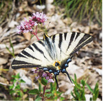 <strong>Abb. 1: </strong>Segelfalter der zweiten Generation aufOriganum vulgare (04.07.2017). © Nico Flügel Scarce Swallowtail of the second generation on Origanum vulgare, photo: 04/07/2017.