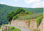 <strong>Abb. 4: </strong>Weinbergsmauer und Felskopf als Larvalhabitat des Segelfalters. © Nico Flügel Wall of a vineyard and rocky knoll as larval habitats of Scarce Swallowtail.
