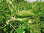 <strong>Abb. 10: </strong>Doppelt besetztes Blatt einer Steinweichsel mit unterschiedlich weit entwickelten Eiern. © Nico Flügel Twice engaged leaf of a Mahaleb Cherry with eggs of different stages.