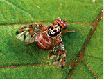 Mittelmeerfruchtfliege (Ceratitis capitata)
