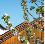 1 Blüten entwickeln sich sowohl an stark- als auch an schwachwachsenden Jahrestrieben und weitgehend unabhängig von deren Lage im Raum.