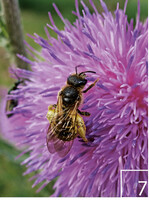 7 Unterwuchsreiche Obstwiesen bieten auch nach der Blütezeit der Gehölze ausreichend Nahrung für Insekten.