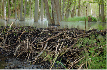 Abb.1: Der Dammbau durch Biber und seine Folgen fr das kosystem sind die in wissenschaftlichen Studien bislang am hufigsten betrachteten Fragestellungen zum Einfluss des Bibers auf die Biodiversitt.