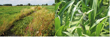 Abb.1: Frisch geschlpftes Individuum vonAeshna viridis (rechts) und besiedelterStratiotes aloides -Graben in der Hunte-Weser-Niederung (links).