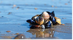 Herz- und Miesmuscheln sind regelmäßige Bewohner des Wattbodens.