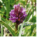 Vermehrte Austrocknung der Böden gefährdet das Breitblättrige Knabenkraut.