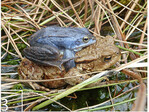 3 Die Hammeniederung ist reich an besonderen Arten, beispielsweise Moorfröschen – hier an eine Erdkröte geklammert ...