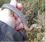 4 ... oder auch Schlingnattern.