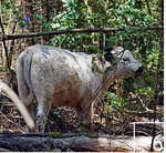 6 Die Bäume werden nicht nur befressen, die Rinder reiben sich auch gern an den Stämmen.