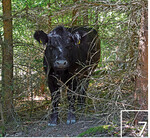 7 Kleine Baumgruppen bieten ideale Versteckmöglichkeiten und Schatten.
