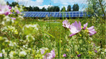 Solarfeld Oberndorf, ein Solarfeld-Biotop mit über 500 dokumentierten Tier- und Pflanzenarten, als Ausgangspunkt für das Projekt EULE.