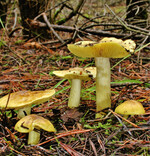 Grünling (Tricholoma equestre)
