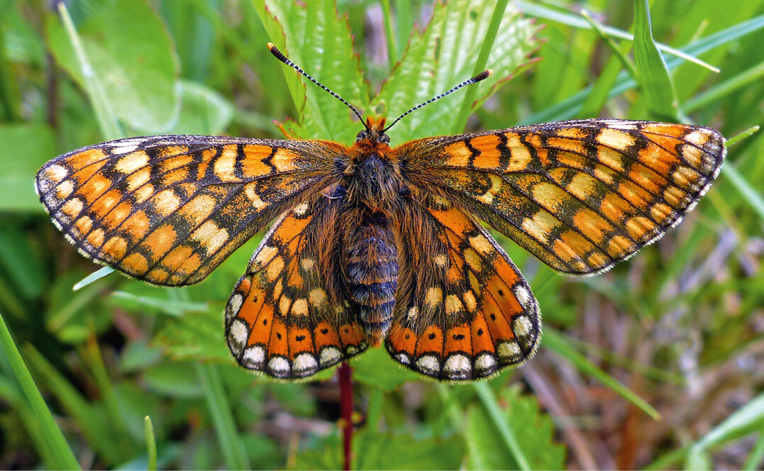  Abb. 8: Der Goldene Scheckenfalter (Euphydryas aurinia ) ist in Deutschland und Bayern als stark gefhrdet eingestuft (Anhang II der FFH-Richtlinie). 