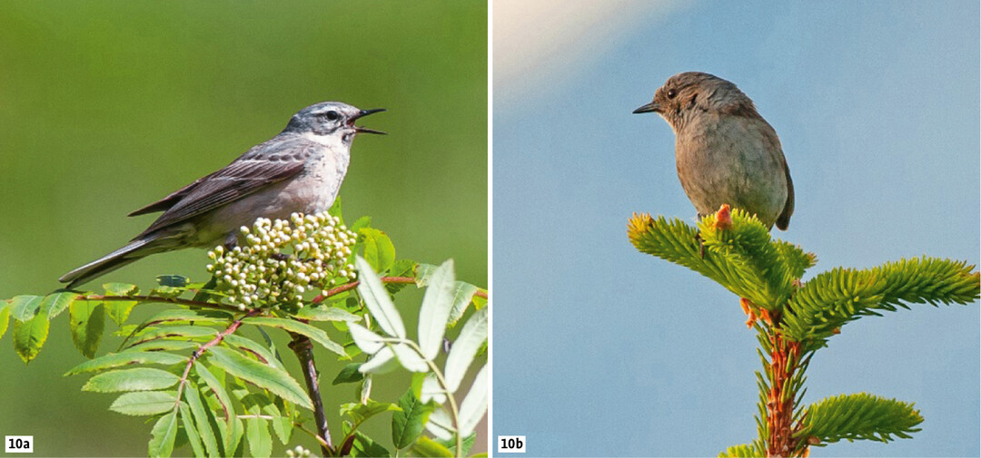  Abb. 10: Warnender Bergpiper (Anthus spinoletta; 10a) und Heckenbraunelle (Prunella modularis ; 10b). 