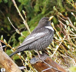 Abb. 11: Die Ringdrossel (Turdus torquatus ), hier ein Männchen, ist mit mehreren Brutpaaren auf der Brunnenkopfalm heimisch.
