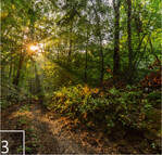 3 Die Wälder des Nationalparks Thayatal wirken wild und ursprünglich.