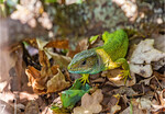 7 An warmen, sonnigen Waldlichtungen fühlt sich die Smaragdeidechse wohl.