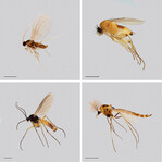 Ausgewählte Familien, die im Rahmen der Studie untersucht wurden (von oben links nach unten rechts): Cecidomyiidae, Phoridae, Sciaridae und Chironomidae.