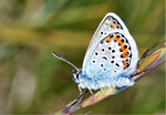 Argus-Bläuling(Plebejus argus)