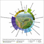 Abb. 2: Potenzielle Auswirkungen der Wiederanbindung von Auen auf das Dargebot von 20 Ökosystemleistungen (angepasst nach Hornung et al. 2019). Je höher der Wert eines Kreissegments, umso größer die Verbesserung des Dargebots einer Ökosystemleistung. Negative Werte weisen auf eine Verringerung des Angebots hin. Die Abschätzung der Auswirkungen wurde anhand von Nachweisen in wissenschaftlicher Literatur und einer expertenbasierten Befragung vorgenommen (siehe Hornung et al. 2019).