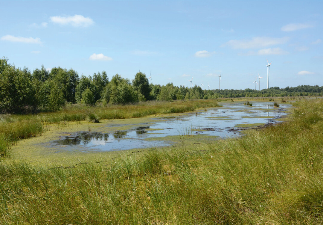 Foto 1: Die Renaturierung von Mooren dient sowohl dem Klimaschutz (Retention von Treibhausgasen) als auch der Klimaanpassung (Wasserspeicher).