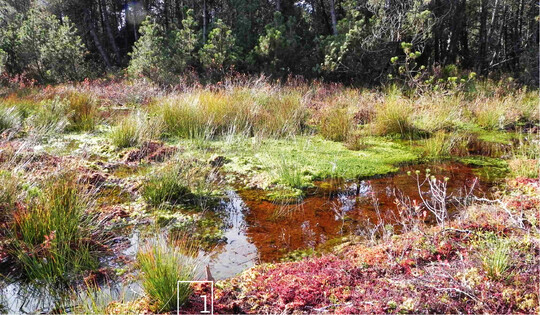   1 Regeneration etwa ein Jahr nach hydrologischer Sanierung im Rckstaubereich eines Dammes mit innenliegender Holz-Spundwand  