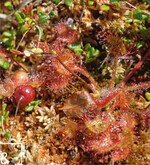 8 Rundblättriger Sonnentau (Drosera rotundifolia L.) mit Moosbeere (Vaccinium oxycoccos L.) auf Sphagnum spp.