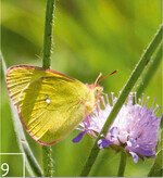 9 Hochmoor-Gelbling (Colias palaeno)