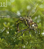 10 Hochmoor-Mosaikjungfer (Aeshna subarctica) auf Sphagnum spp.