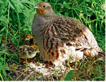 Rebhenne mit Küken – angewiesen auf insektenreiche, ungespritzte Vegetation.